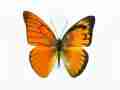Appias nero figulina gynandromorph (Internet Image property of respective owner, non-commercial use only)